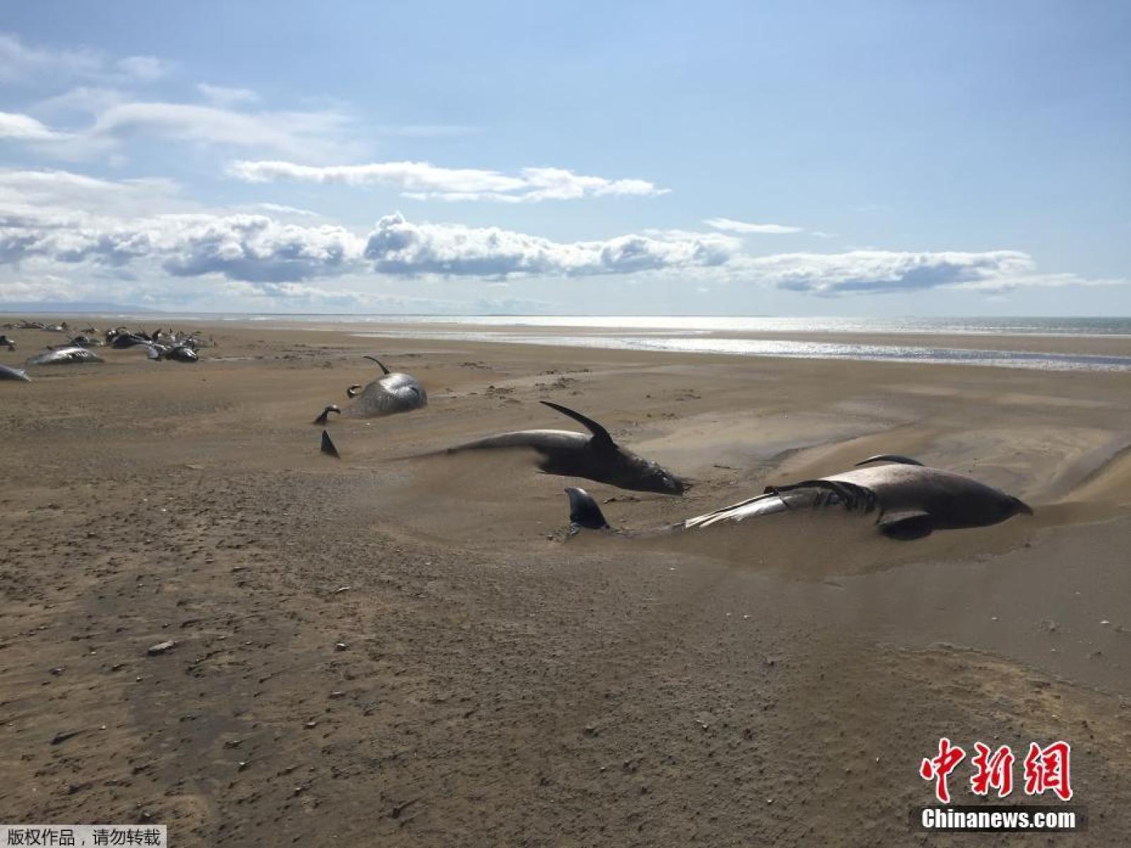 新疆河床现沙鲸奇观揭秘新疆河床沙鲸奇观，自然之神秘力量的展现